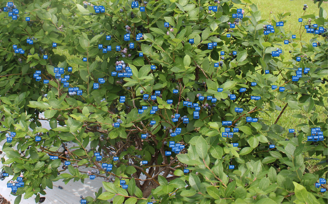 Blueberry bush berry counting agriQ model